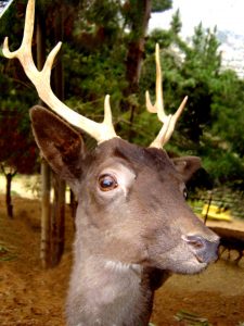 deer-1513660